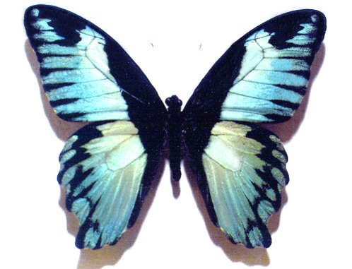 Papilio bromius abb (Internet Image property of respective owner, non-commercial use only)